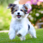 Petland Pembroke Pines picture of a cute, happy puppy running on green grass in the summer.