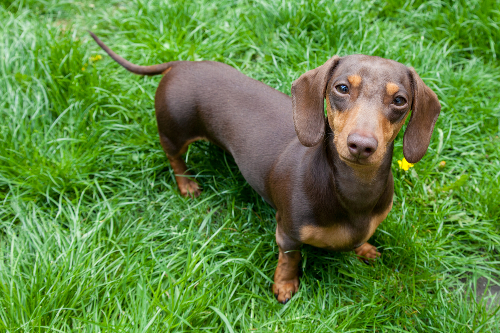 Petland Pembroke Pines picture of a cute Miniature Dachshund standing in grass.
