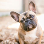 Petland Pembroke Pines picture of a cute French Bulldog puppy looking at camera.