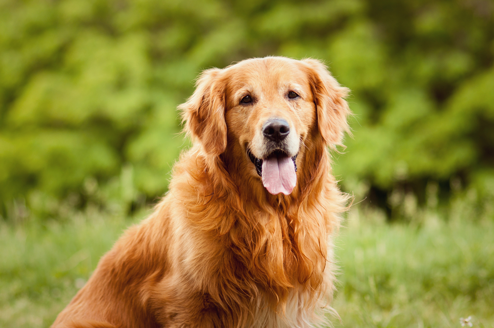 Petland Pembroke Pines picture of a beautiful Golden Retriever puppy looking at camera while in a field.