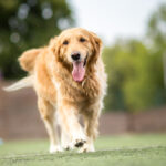 Petland Pembroke Pines picture of cute Golden Retriever walking outdoors.
