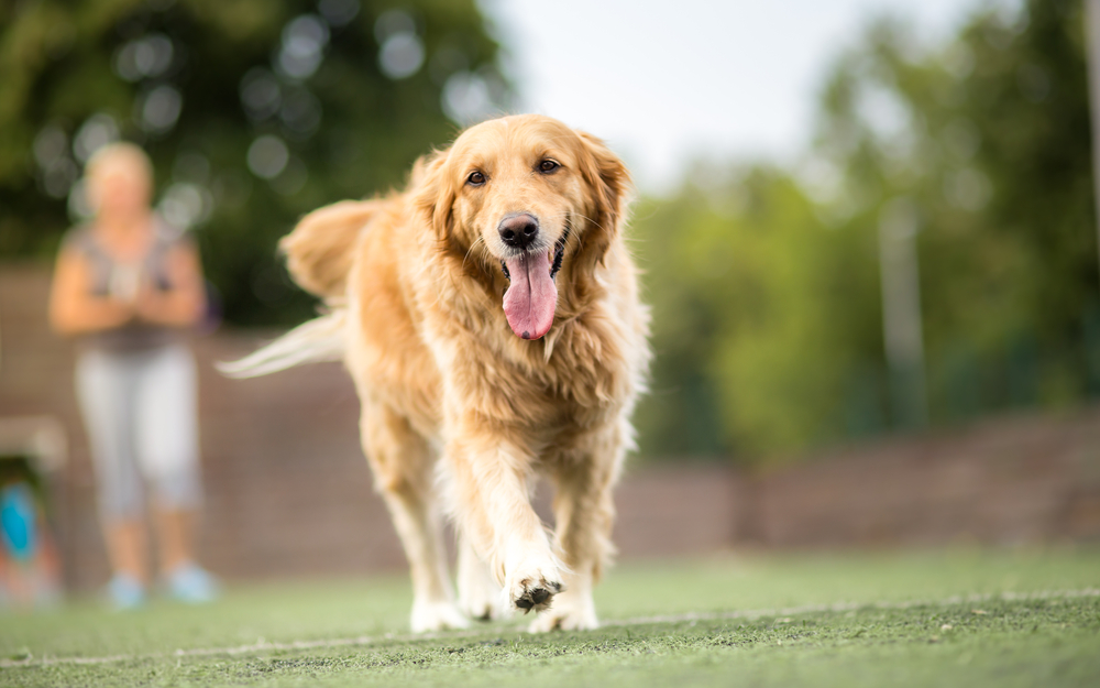 Petland Pembroke Pines picture of cute Golden Retriever walking outdoors.