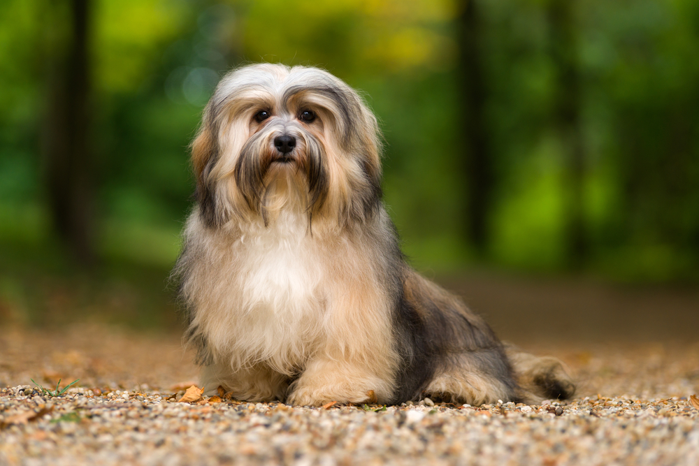 Petland Pembroke Pines picture of cute Havanese sitting on a gravel forest road and looking at camera.