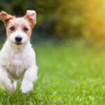 Petland Pembroke Pines picture of happy Jack Russell Terrier puppy running in the grass to greet you.