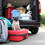 Petland Pembroke Pines picture of cute Pug sitting on a suitcase in front of car trunk and luggage for travel.