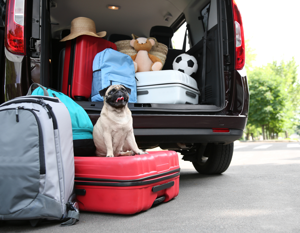 Petland Pembroke Pines picture of cute Pug sitting on a suitcase in front of car trunk and luggage for travel.