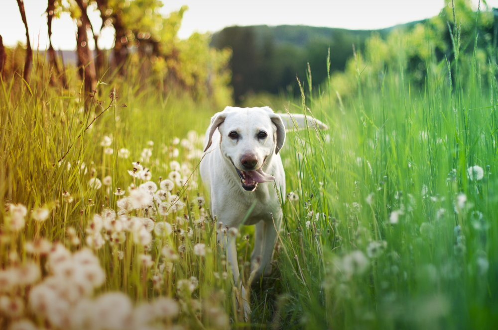 Petland Pembroke Pines picture of a cute Labrador Retriever walking in tall grass with dandelions.