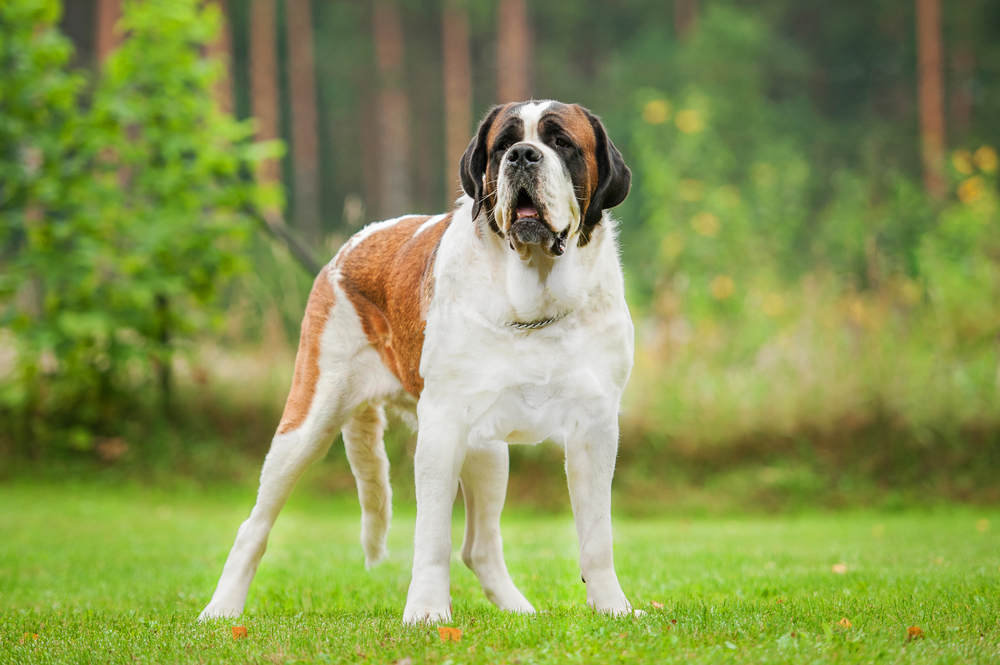 Petland Pembroke Pines picture of a short-haired Saint Bernard dog standing on the lawn.