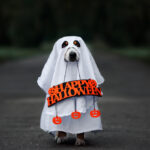 Petland Pembroke Pines picture of dog in a ghost costume holding a Happy Halloween sign.