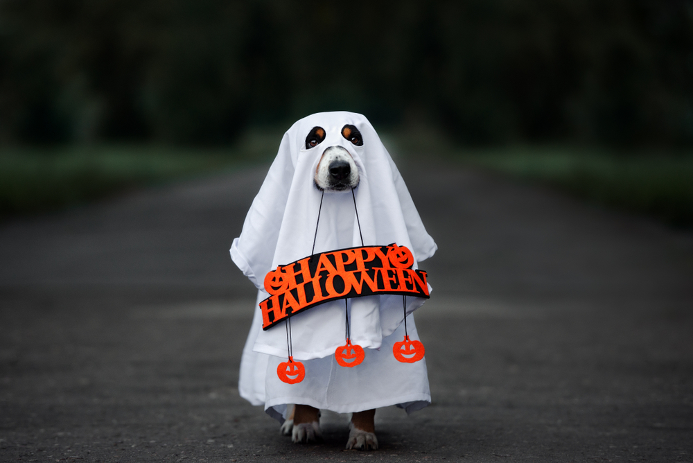 Petland Pembroke Pines picture of dog in a ghost costume holding a Happy Halloween sign.