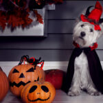 Petland Pembroke Pines picture of cute West Highland Terrier dog in cute halloween costume sitting on the porch.