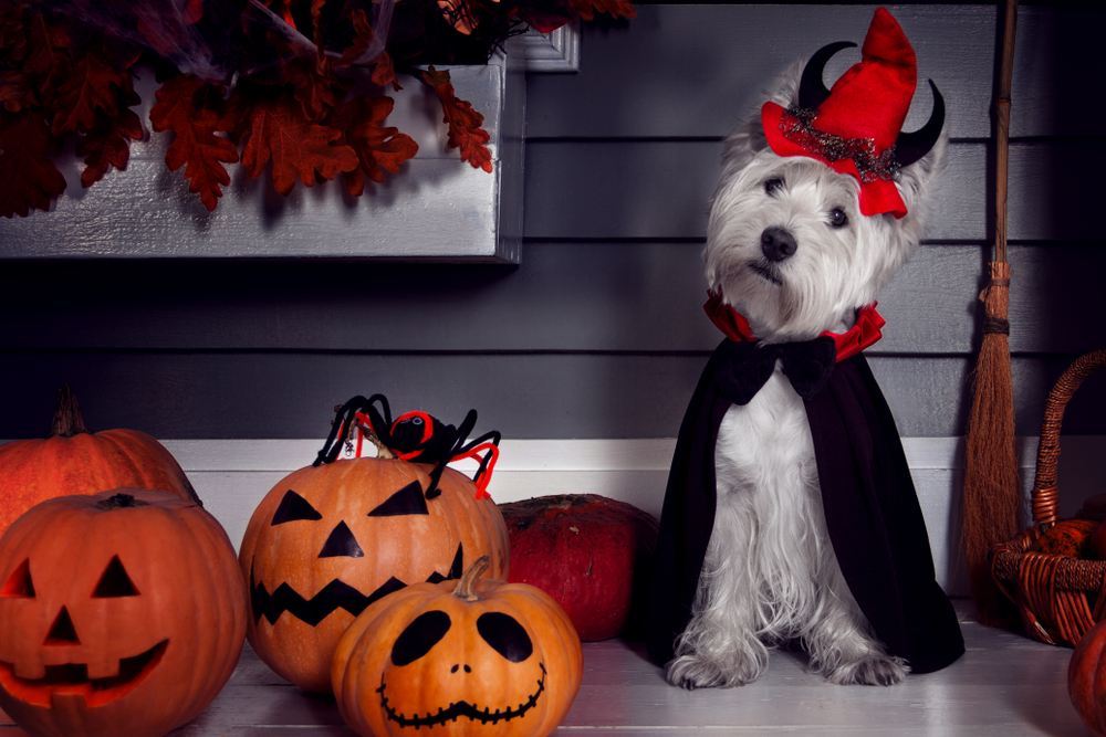Petland Pembroke Pines picture of cute West Highland Terrier dog in cute halloween costume sitting on the porch.