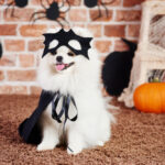 Petland Pembroke Pines picture of a cute puppy with black cape and mask costume.