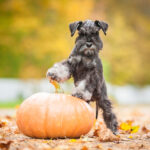 Petland Pembroke Pines picture of cute Miniature Schnauzer puppy standing with a pumpkin in autumn.