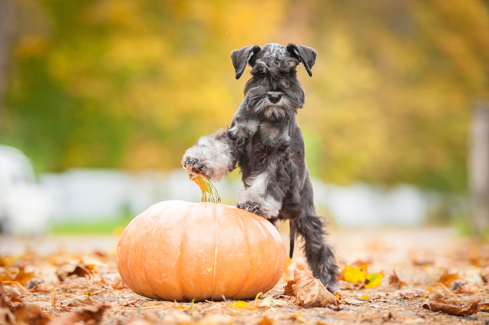 Petland Pembroke Pines picture of cute Miniature Schnauzer puppy standing with a pumpkin in autumn.
