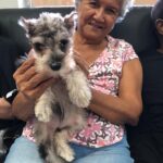 Petland Pembroke Pines picture of Always At Your Side Adult Day Care patient with cute Miniature Schnauzer puppy.