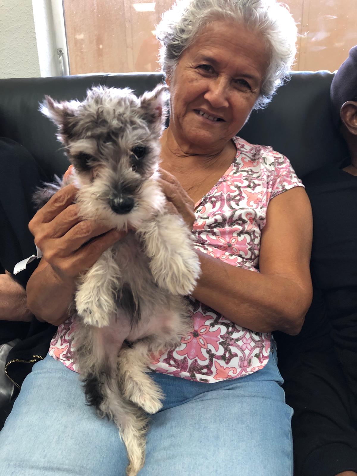 Petland Pembroke Pines picture of Always At Your Side Adult Day Care patient with cute Miniature Schnauzer puppy.