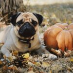 Petland_Florida_Thanksgiving