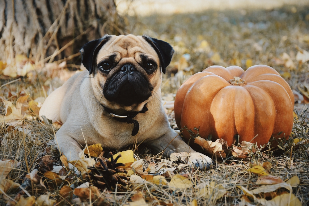 Petland_Florida_Thanksgiving