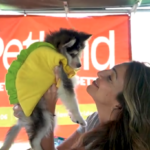 Petland Pembroke Pines picture of a girl holding cute Pomsky puppy at Bow Wow Ween event.