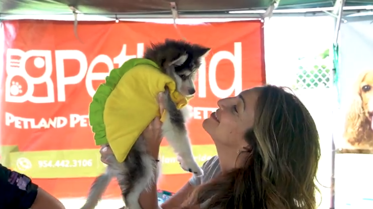 Petland Pembroke Pines picture of a girl holding cute Pomsky puppy at Bow Wow Ween event.