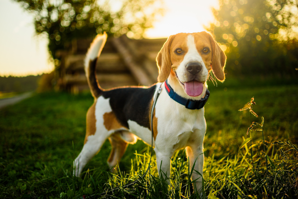 Petland Pembroke Pines picture of a cute Beagle standing in a field during sunset.