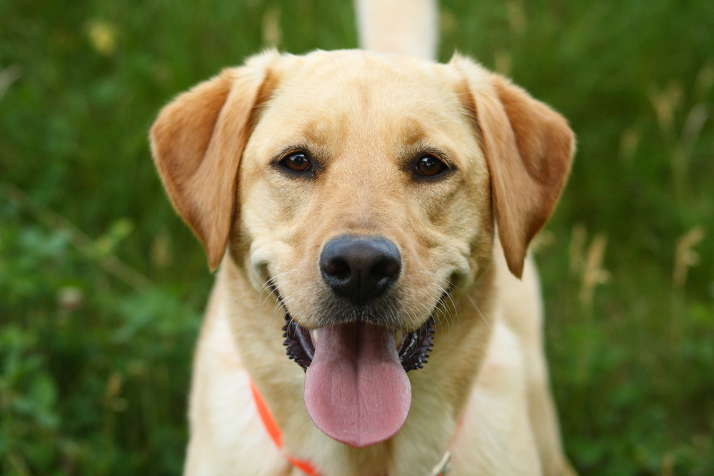 Petland Pembroke Pines picture of cute Labrador Retriever puppy looking at the camera.