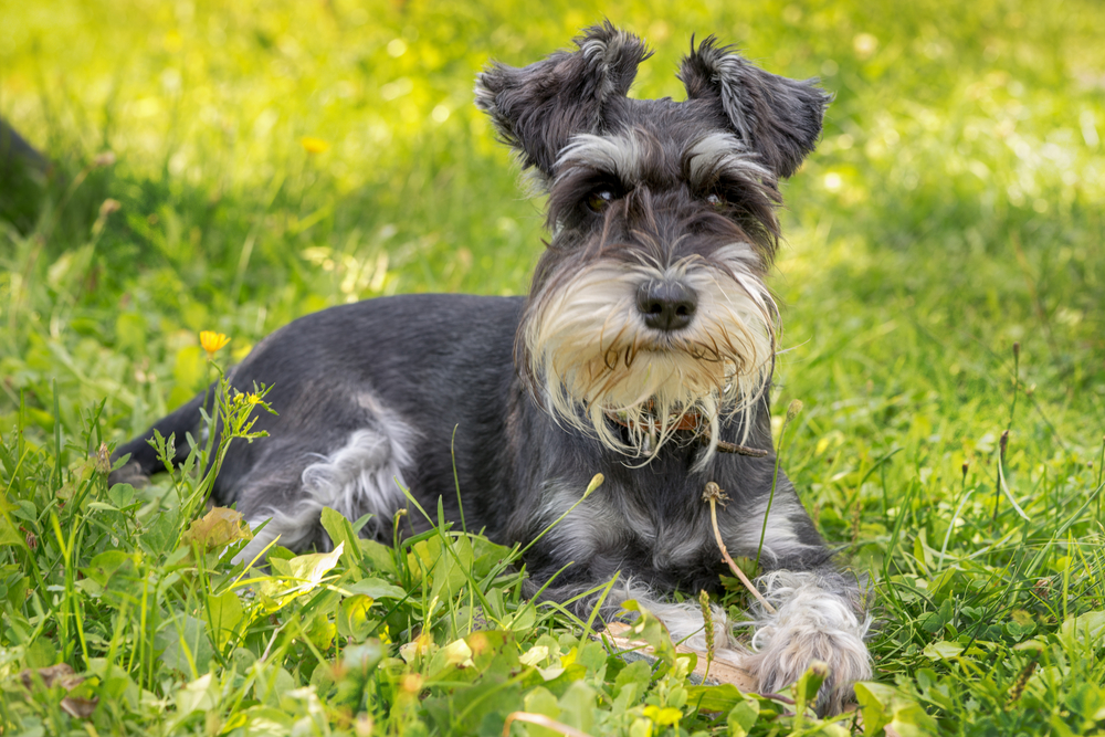 Petland Pembroke Pines picture of Miniature Schnauzer puppy looking at the camera.