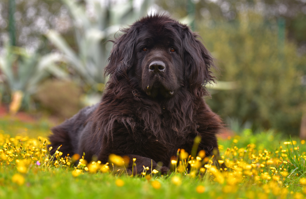 Petland Pembroke Pines picture of beautiful Newfoundland dog laying in a field of yellow flowers. 