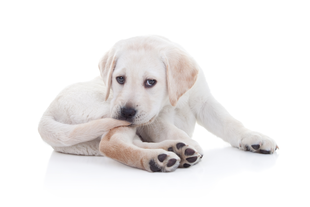 Petland Pembroke Pines picture of cute Labrador Retriever puppy chewing their tail with a white background.