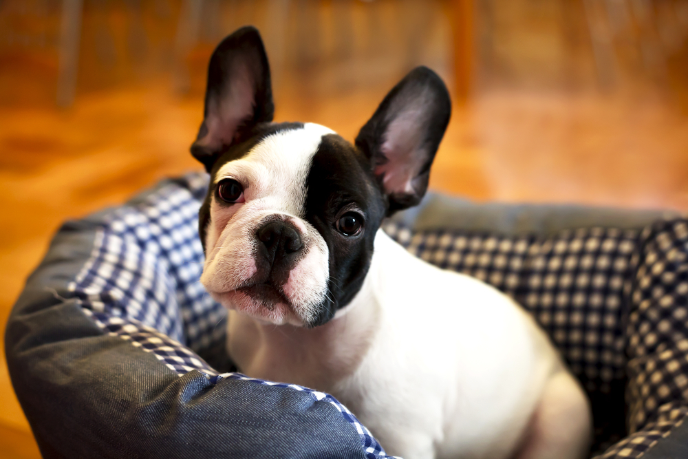 Petland Pembroke Pines picture of French Bulldog sitting in bed and looking at the camera.