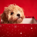 Petland Pembroke Pines picture of cute puppy in a red Christmas box with a red background.