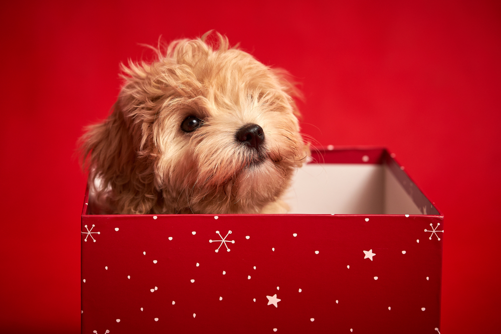 Petland Pembroke Pines picture of cute puppy in a red Christmas box with a red background.