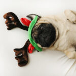 Petland Pembroke Pines picture of a cute Pug in Christmas reindeer antler horns.
