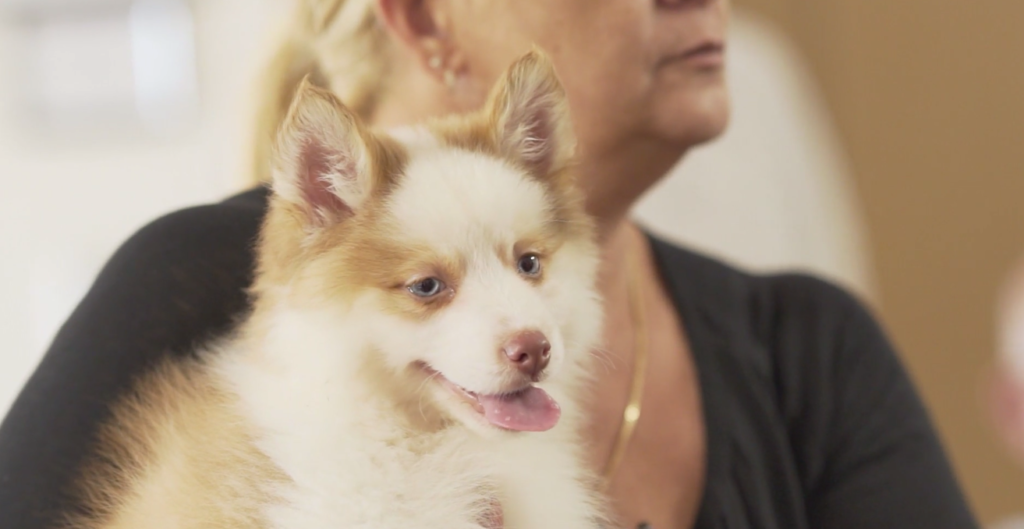 Petland Pembroke Pines picture of cute puppy held by woman at Cross Gardens Care Center during puppy therapy.