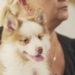 Petland Pembroke Pines picture of cute puppy held by woman at Cross Gardens Care Center during puppy therapy.