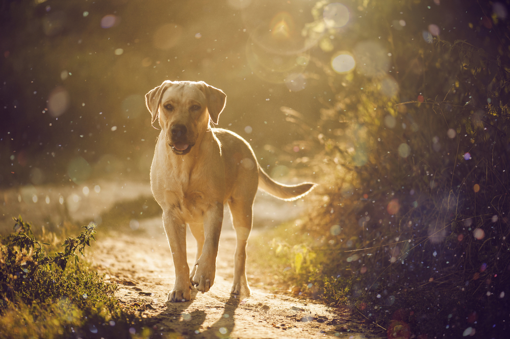 Petland Pembroke Pines picture of Labrador Retriever hiking on a trail in a park.