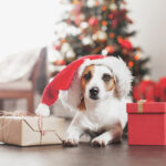 Petland Pembroke Pines picture of a cute dog sitting near Christmas tree.