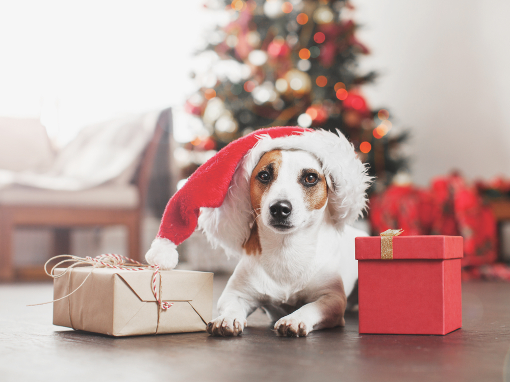 Petland Pembroke Pines picture of a cute dog sitting near Christmas tree.
