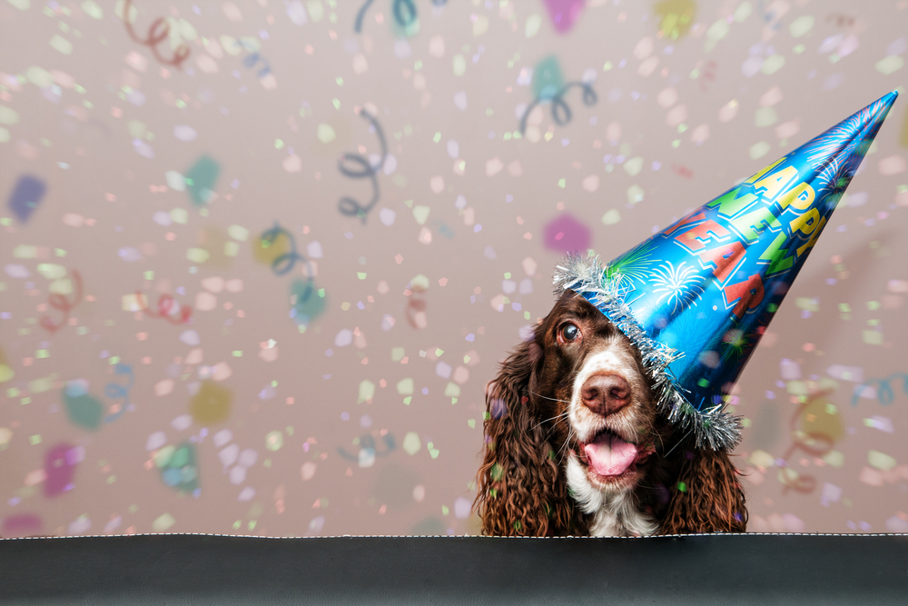 Petland Pembroke Pines picture of cute puppy wearing a New Year's party hat with a confetti background.