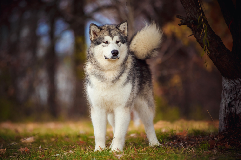 Petland Pembroke Pines picture of Alaskan Malamute standing in a park while hiking.
