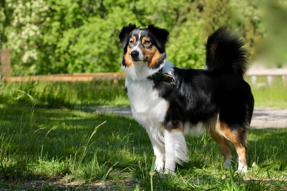 Petland Pembroke Pines picture of a beautiful Australian Shepherd standing in grass while hiking.