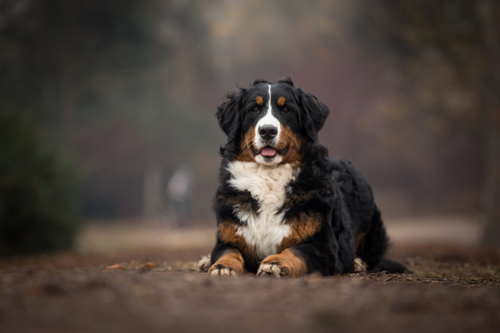Petland Pembroke Pines picture of cute Bernese Mountain Dog sitting on a dirt path while hiking.
