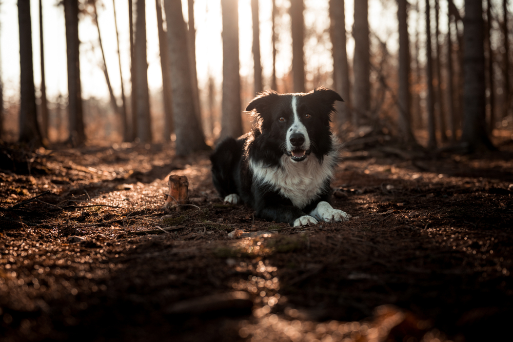 Petland Pembroke Pines picture of Border Collie sitting on a dark path in a forest.
