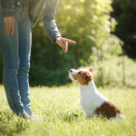 A cute Jack Russell Terrier puppy trained by its owner in a sunny field.