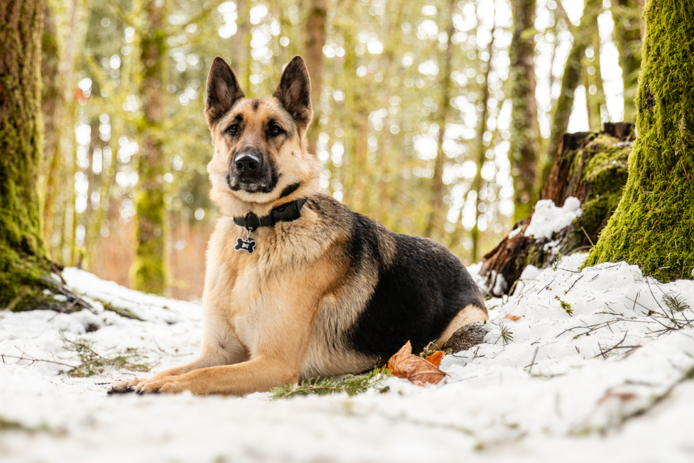 Petland Pembroke Pines picture of German Shepherd sitting on a patch of snow while hiking in a forest.
