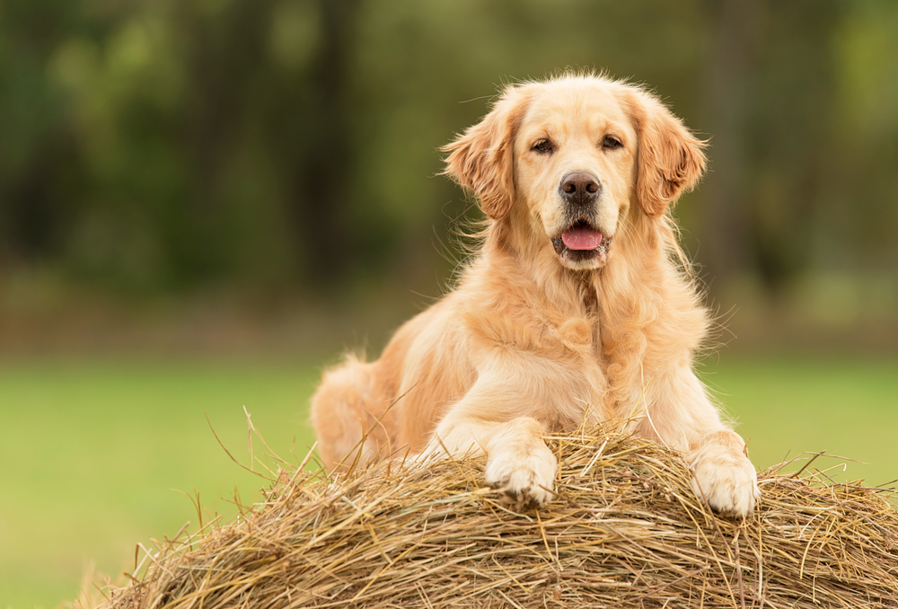 Petland Pembroke Pines picture of a cute Golden Retriever sitting on a hay bale.
