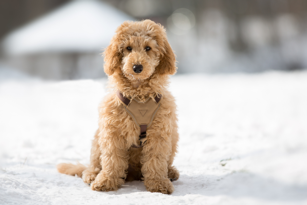Petland Pembroke Pines picture of Poodle sitting in a snowy path and staring at camera.