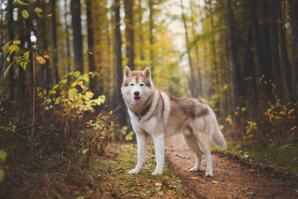 Petland Pembroke Pines picture of a Siberian Husky standing on a path in a forest.
