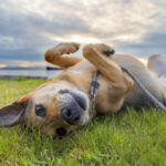 Petland Pembroke Pines picture of a cute dog rolling in green grass with a sunset in the background.